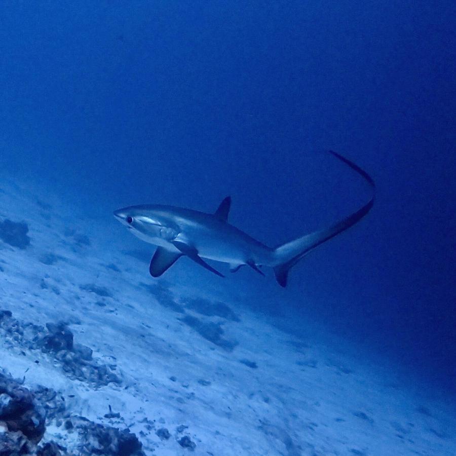 Tiger Shark Residence & Dive Fuvahmulah Exterior photo
