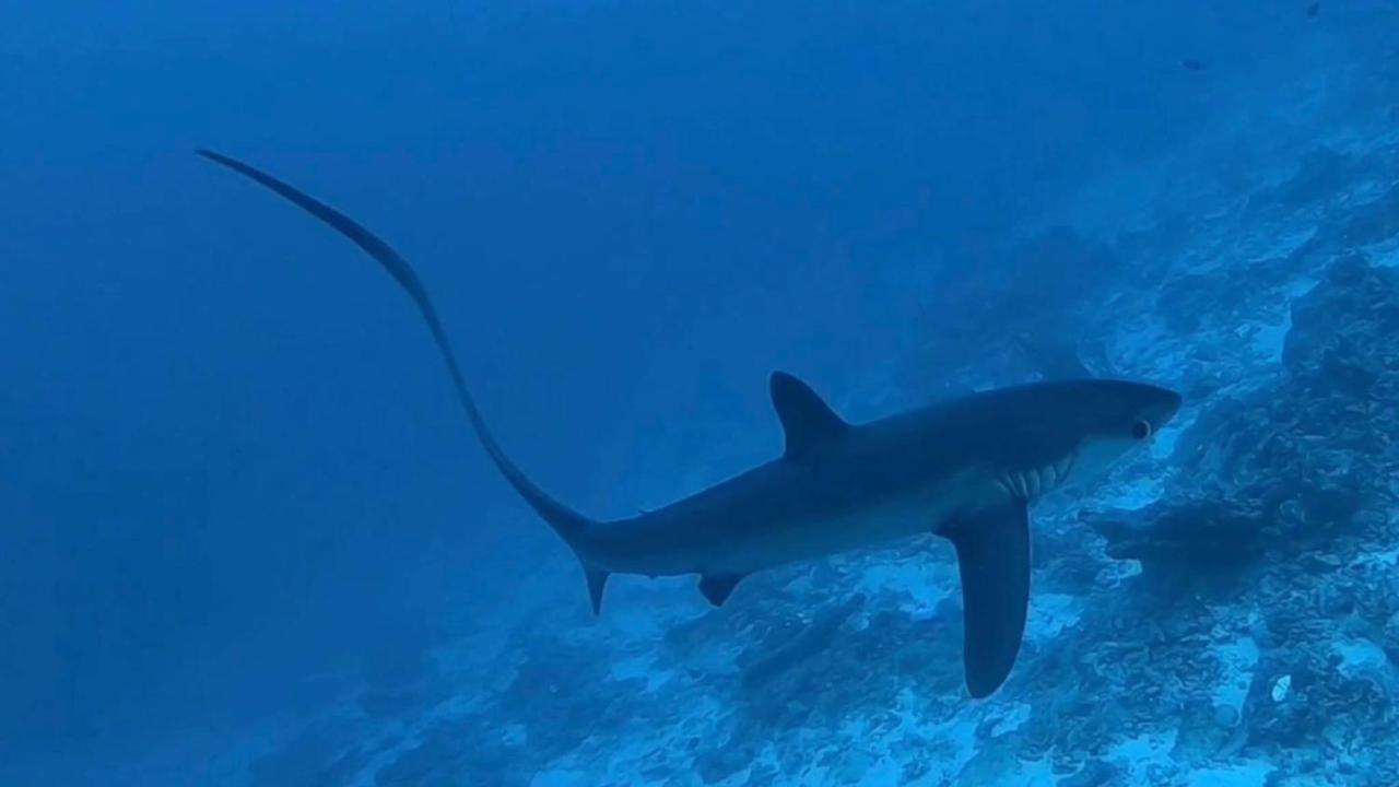 Tiger Shark Residence & Dive Fuvahmulah Exterior photo